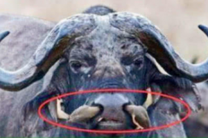 男子野外看到黑鼻上有异样,拍照拿去问村民后,村民解释瞬间明白了